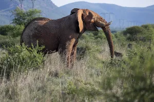 African elephant (Loxodonta africana) bull