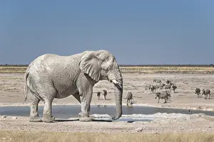 African Elephant (Loxodonta africana) bull in front of Newbroni waterhole