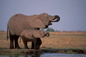 African Elephant (Loxodonta africana) with calf