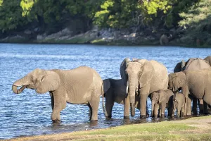 African elephant (Loxodonta africana) drinking in Chobe River