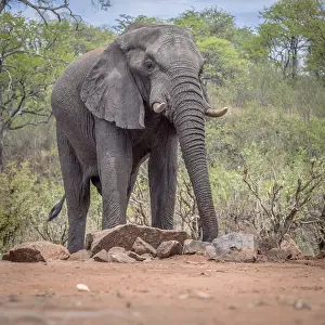 African Elephant (Loxodonta africana) drinking at a waterhole