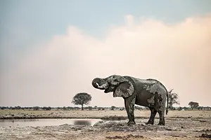 African elephant (Loxodonta africana) drinking at waterhole