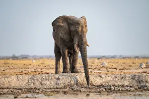 African elephant (Loxodonta africana) drinking at waterhole