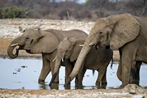 African elephant (Loxodonta africana) drinking at a watering hole