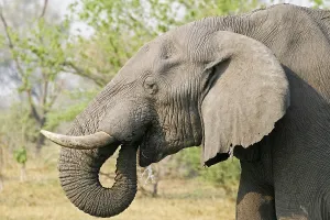 African Elephant (Loxodonta africana) drinks water