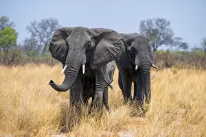African elephant (Loxodonta africana) in dry savanna