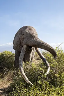African elephant (Loxodonta africana) eats leaves