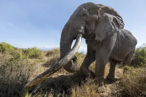 African elephant (Loxodonta africana) eats leaves