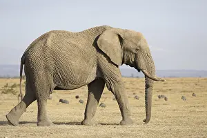 African elephant (Loxodonta africana) elephant