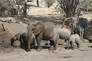 African elephant (Loxodonta africana) Elephant