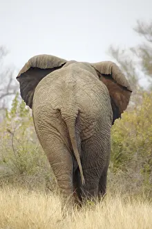 African elephant (Loxodonta africana) Elephant