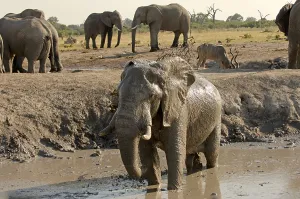 African elephant (Loxodonta africana) elephant