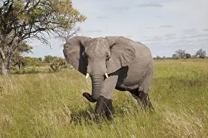 African elephant (Loxodonta africana) Elephant
