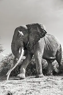 African elephant (Loxodonta africana) the famous Super Tusker elephant Craig