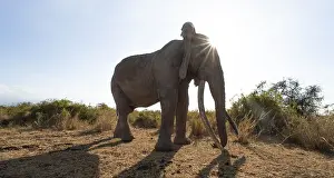 African elephant (Loxodonta africana) the famous Super Tusker elephant Craig