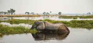 African elephant (Loxodonta africana) grazing in the swamp