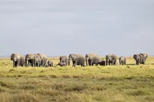 African elephant (Loxodonta africana) large herd with young animals