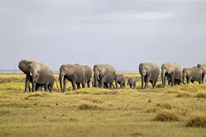 African elephant (Loxodonta africana) large herd with young animals and herons (Bubulcus ibis)