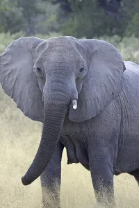 African elephant (Loxodonta africana) in Moremi Game Reserve Botswana