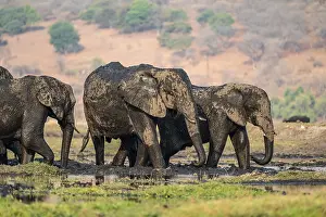 African elephant (Loxodonta africana) full of mud