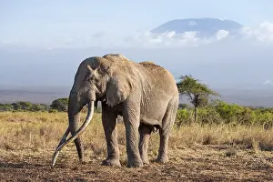 African elephant (Loxodonta africana) in picturesque landscape with the summit of Mount Kilimanjaro