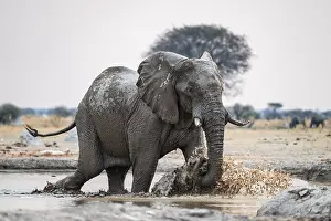 African elephant (Loxodonta africana) running through water at the waterhole