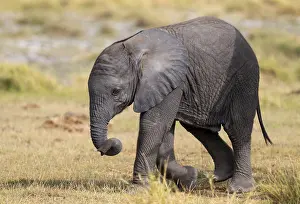 African elephant (Loxodonta africana) small young