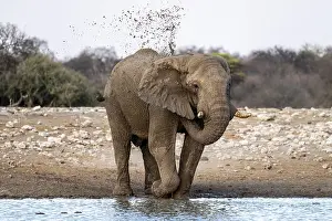 African elephant (Loxodonta africana) splashing itself with mud