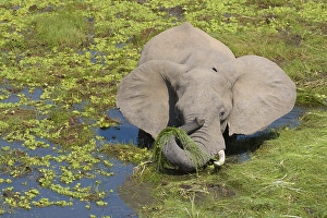 African elephant (Loxodonta africana) stands in the swamp and eats grass