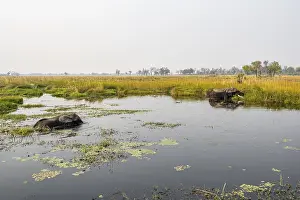 African elephant (Loxodonta africana) in the swamp