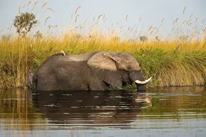 African elephant (Loxodonta africana) in the swamp