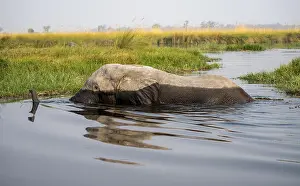 African elephant (Loxodonta africana) swimming in the swamp