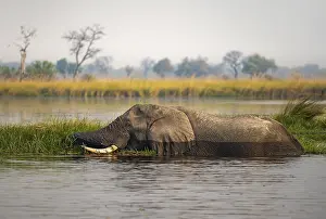 African elephant (Loxodonta africana) swimming in the swamp