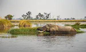African elephant (Loxodonta africana) swimming in the swamp