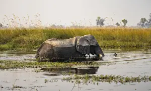 African elephant (Loxodonta africana) swimming in the swamp