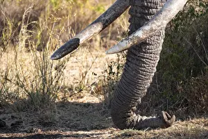 African elephant (Loxodonta africana) detail trunk and tusks