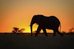 African Elephant (Loxodonta africana) walking at sunset