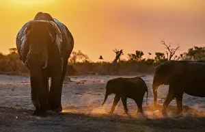 African elephant (Loxodonta africana) with young