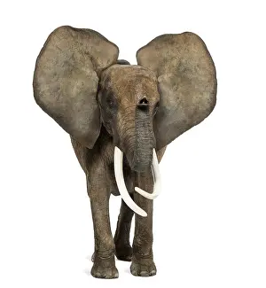 African elephant standing, ears up
