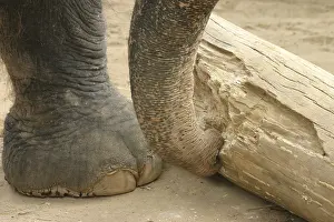 African elephant at work with a tree trunk