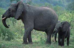 African Elephants, cow with calf