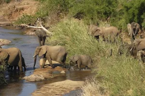 African Elephants crossing a river in the Kruger Park