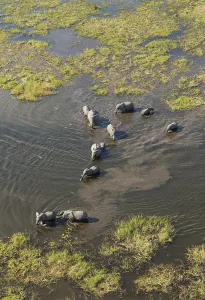 African Elephants (Loxodonta africana)