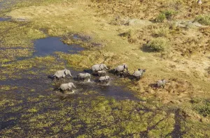 African Elephants (Loxodonta africana)