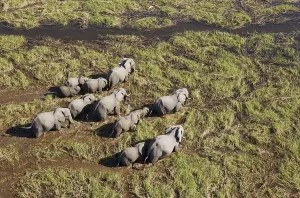 African Elephants (Loxodonta africana)