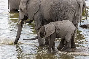 African elephants (Loxodonta africana)
