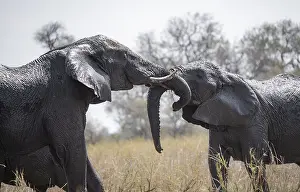 Two African elephants (Loxodonta africana)