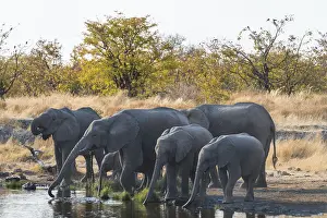 African Elephants (Loxodonta africana)