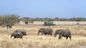 African Elephants (Loxodonta africana)