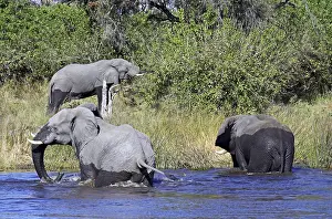 African elephants (Loxodonta africana)